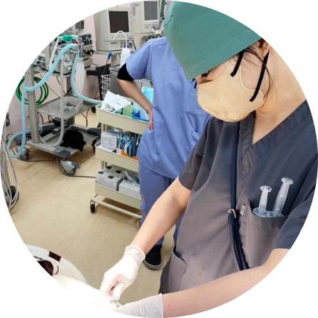 Yuki Shimoda, D.V.M.