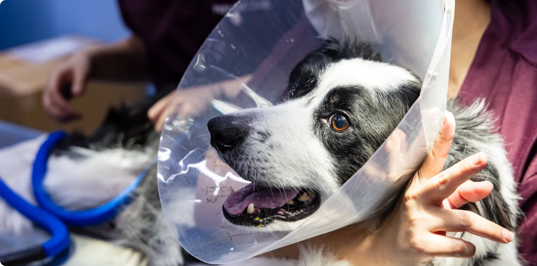 飼い主様へ輸血ご協力のお願い